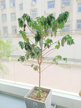 室内种植咖啡树