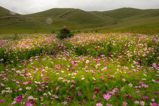 高原格桑花