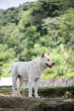 一只白色的中华田园犬