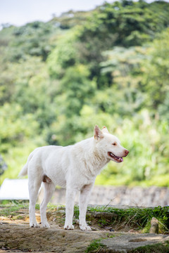 一只白色的中华田园犬