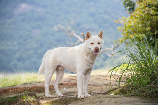 一只白色的中华田园犬