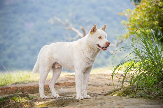 一只白色的中华田园犬