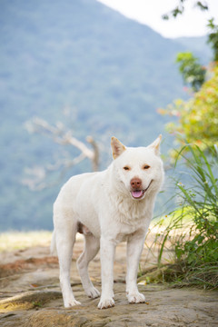 一只白色的中华田园犬