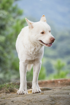 一只白色的中华田园犬