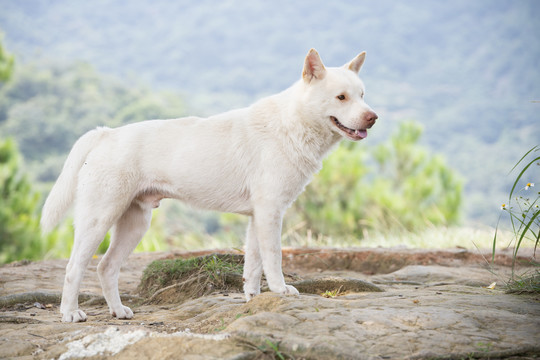 一只白色的中华田园犬