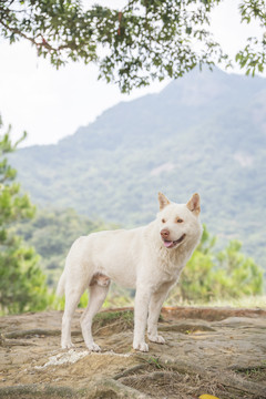 一只白色的中华田园犬