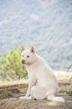 一只白色的中华田园犬