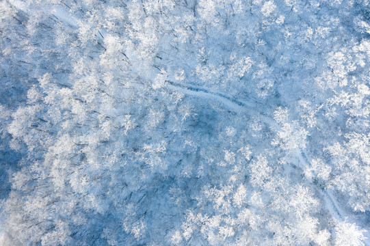 树林雪景