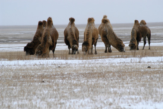 冬天雪地上的骆驼