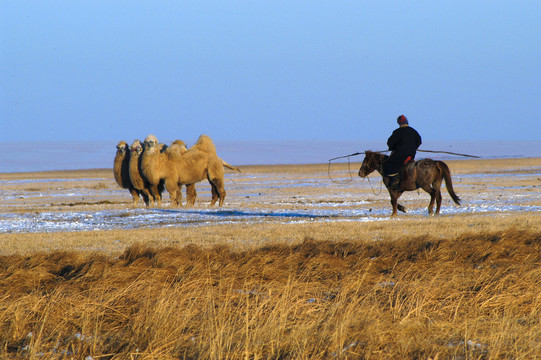 冬天雪中的骆驼与牧人
