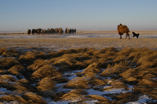 冬天雪中的骆驼群