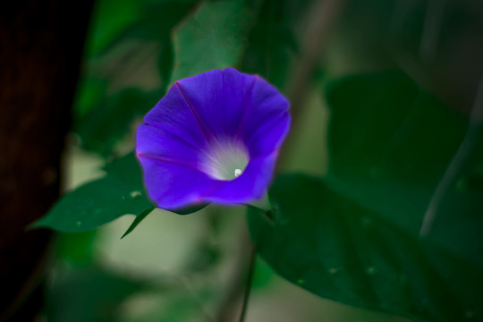 一朵蓝色牵牛花