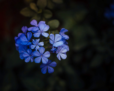 一株蓝雪花特写