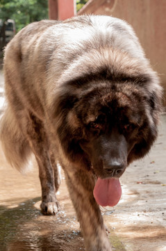 高加索猛犬