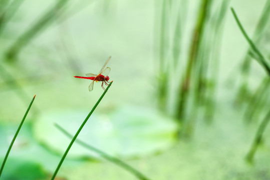 蜻蜓1红蜻蜓1蝴蝶