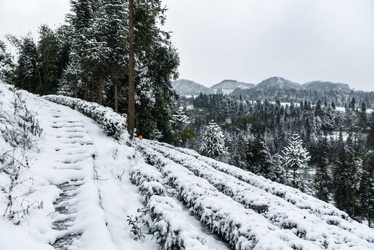 茶园1茶叶茶艺1雪景