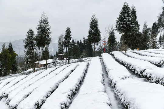 茶园1茶叶茶艺1雪景