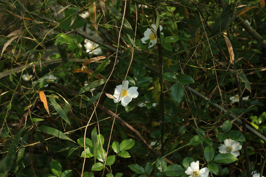 密林中盛开的蔷薇花