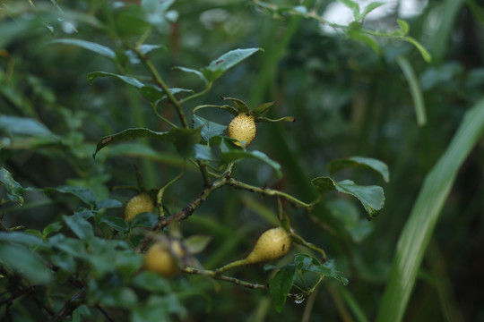 野蔷薇的果实