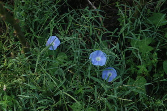 牵牛花