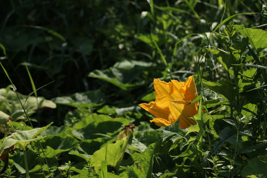 菜园里的南瓜花