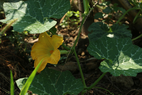 菜园里的南瓜花