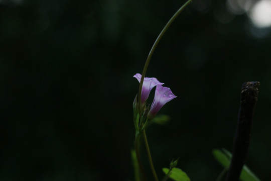 三裂叶薯的花