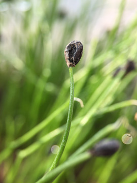 韭菜苗小嫩芽