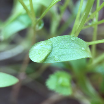 香菜芫荽