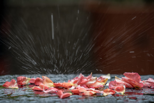 雨打玫瑰花瓣