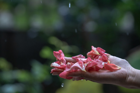 雨打玫瑰花瓣