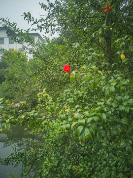 石榴花