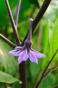 茄子花