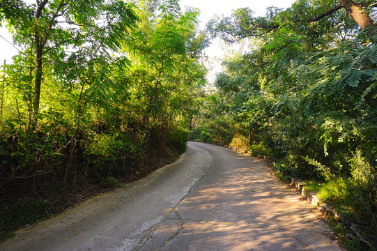 森林小路