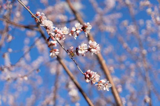 山桃花上的蜜蜂