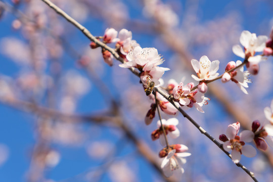 山桃花上的蜜蜂