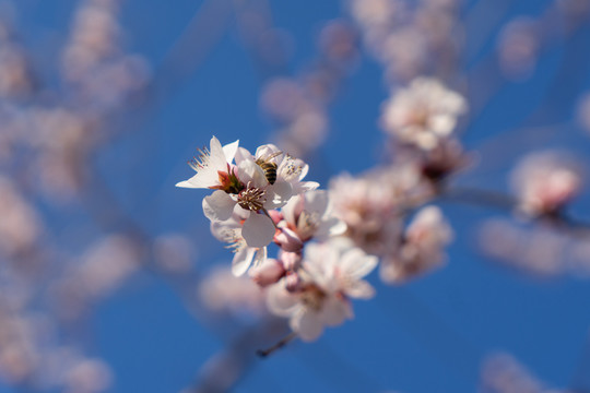 山桃花上的蜜蜂