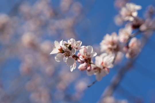 山桃花上的蜜蜂