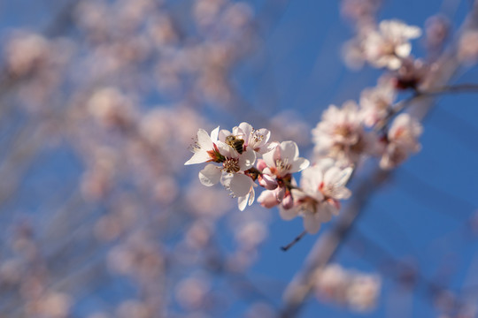 山桃花上的蜜蜂