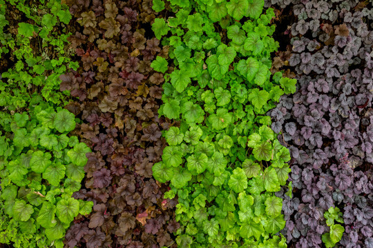 植物线条