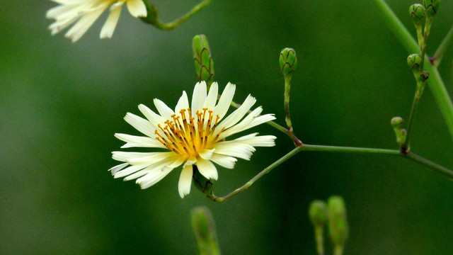 翅果菊