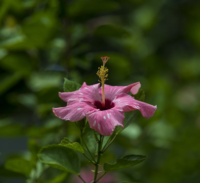 扶桑花蕊