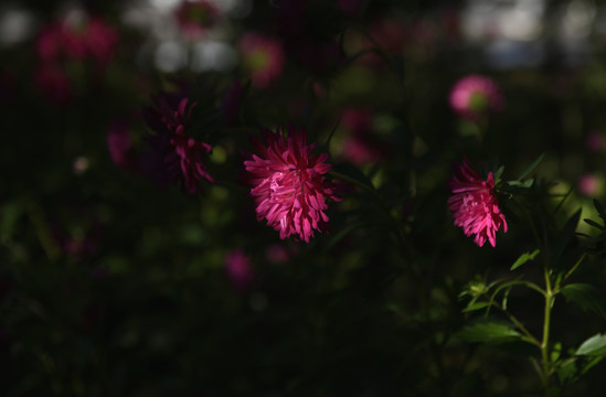 步登高花