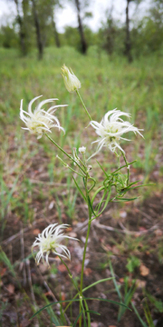 野花野草