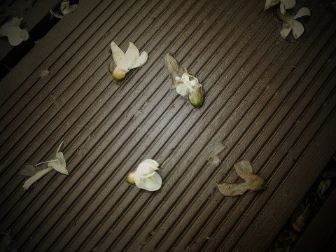 雨后落花