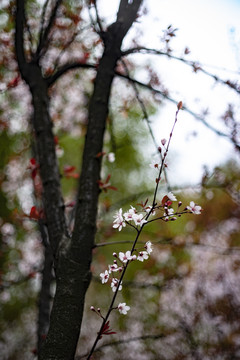 紫叶李