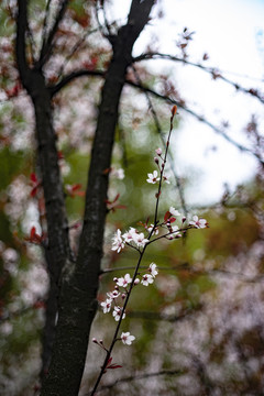 紫叶李