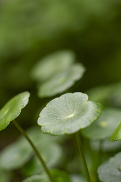 铜钱草