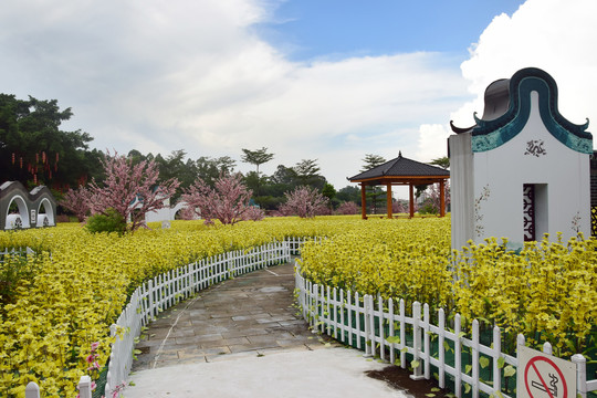 油菜花