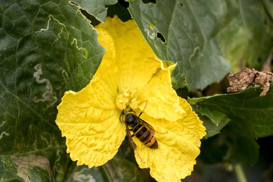 丝瓜花蜜蜂